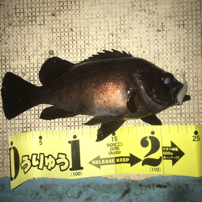 みんなでワイワイメバルゲーム☆GUNNIN…