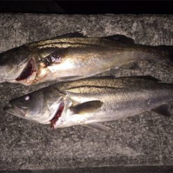 シーバスゲーム