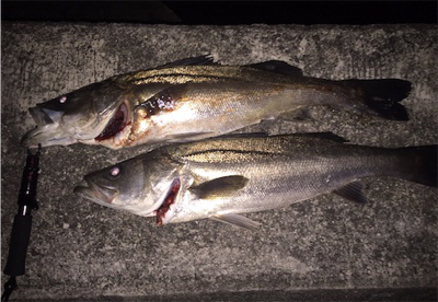 シーバスゲーム