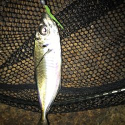 ガシリングのちアジング?