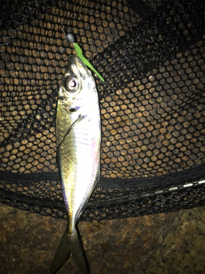 ガシリングのちアジング?