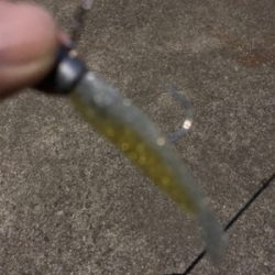 神戸湾奥シーバス 3バラシのち1本