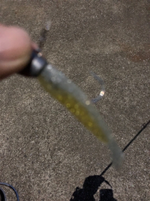 神戸湾奥シーバス 3バラシのち1本