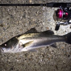 ライトゲームでシーバス連発