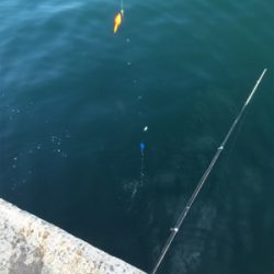 カタクチイワシ爆釣です！