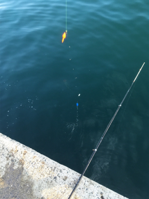 カタクチイワシ爆釣です！