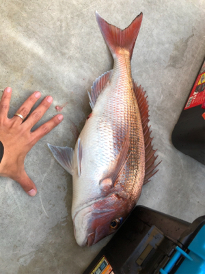 完全フカセで真鯛ブリ