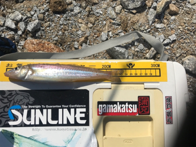 ちょい投げ キス