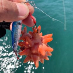 シーバス釣りが。。。