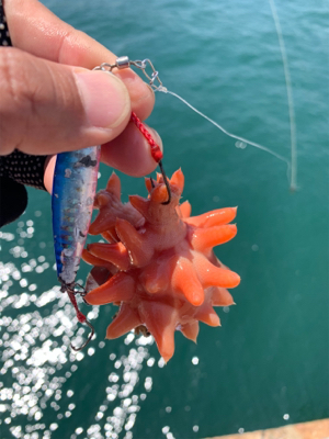 シーバス釣りが。。。