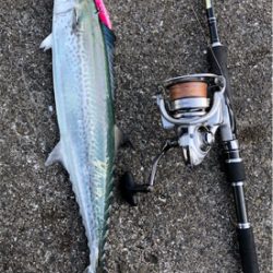 流行りの青物の状況