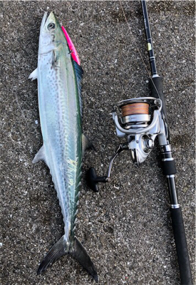 流行りの青物の状況