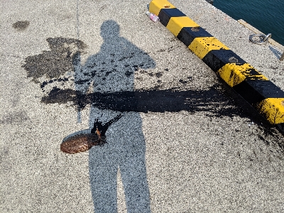 エギングでの人生初イカ!