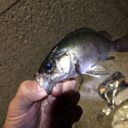 【鹿島〜倉橋】メバリング渋め