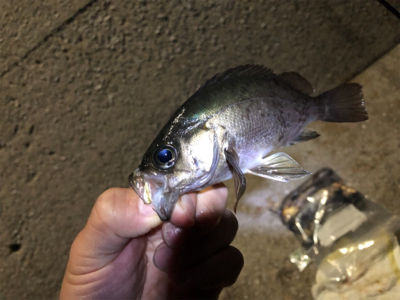 【鹿島〜倉橋】メバリング渋め