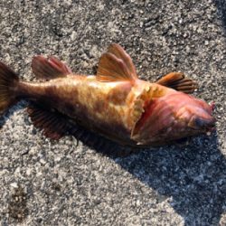 ガシラ入れ食い