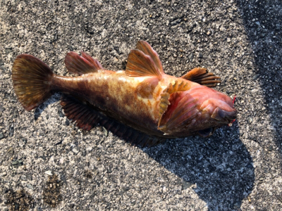 ガシラ入れ食い