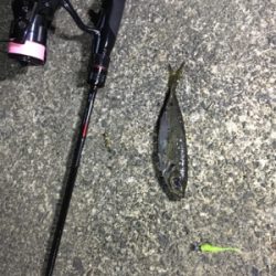 別場所にてアジング