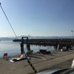 カタクチぼちぼち、魚影モリモリ