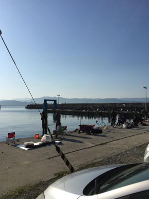 カタクチぼちぼち、魚影モリモリ