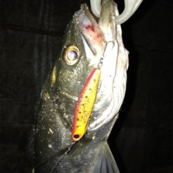 サンダルシーバス!