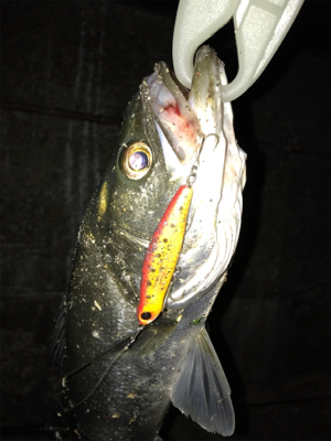 サンダルシーバス!