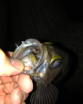 ボトムネチネチで連発！