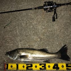 4日連続朝マズメ