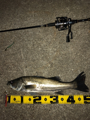 4日連続朝マズメ