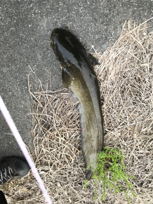 初ナマズゲーム