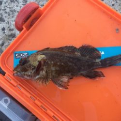 何とかメバリング成立(苦笑)