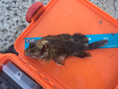 何とかメバリング成立(苦笑)