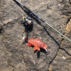 弁天、望月ライトソルト