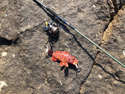 弁天、望月ライトソルト