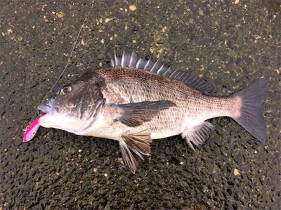 出水市河川でのフラットフィッシュ狙い