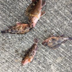 エビ撒きで底狙い