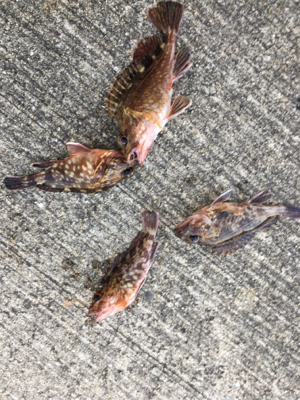 エビ撒きで底狙い