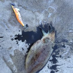 モソモソっとコウイカ！