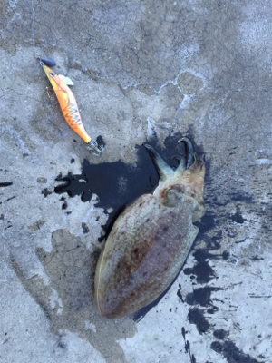 モソモソっとコウイカ！