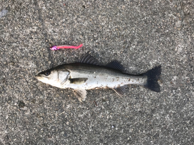 令和初のシーバス！