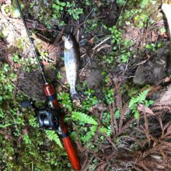 ルアーでアマゴ釣れた