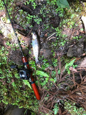 ルアーでアマゴ釣れた