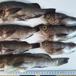 アジング&メバリング