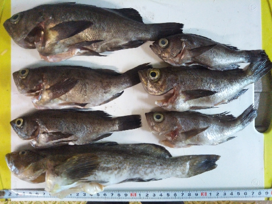 アジング&メバリング