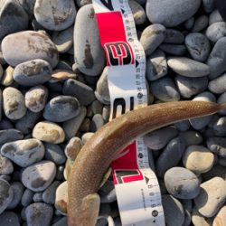 サーフでエソゲット！…青物はお留守