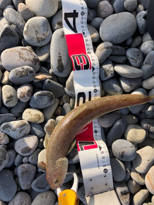 サーフでエソゲット！…青物はお留守