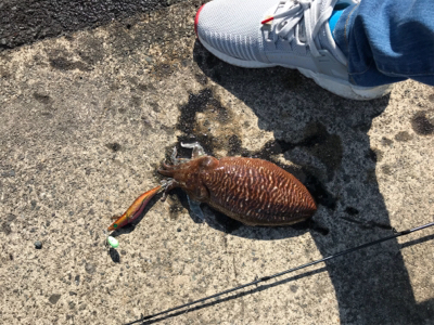 美味しいそうなサイズでした。