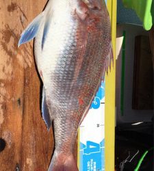 網野沖をマイボートでタイラバ、ジギング