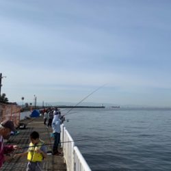 サゴシ不調のためガシラ