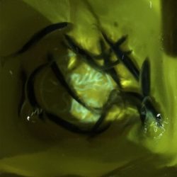 マイクロテンヤとサビキ釣り